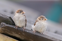 jonge musjes 6-2016 1462